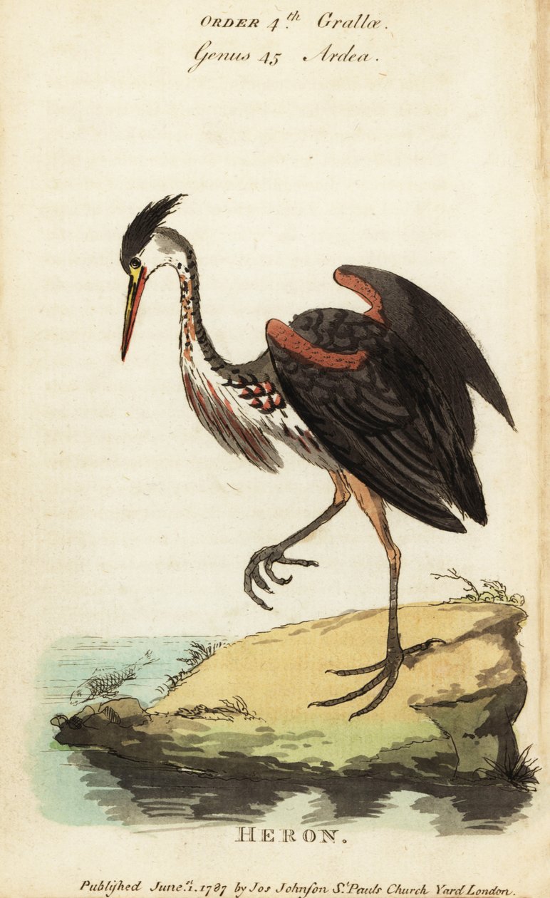 Nordamerikansk askefarget hegre, Ardea fusca av George (after) Edwards