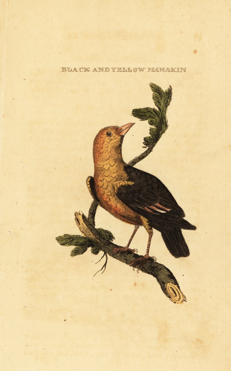 Oransjehodet manakin, Pepper aureola av George (after) Edwards