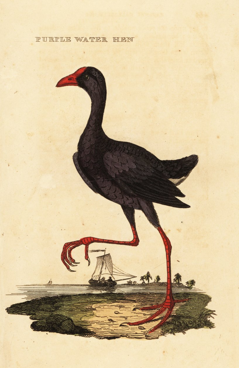 Lilla sumphen, Porphyrio porphyrio av George (after) Edwards
