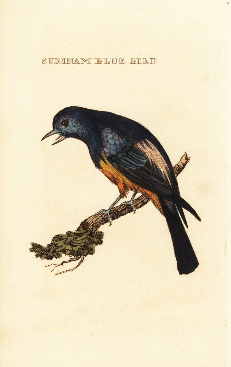Sølvbrystet Tanager, Tangara Valley av George (after) Edwards
