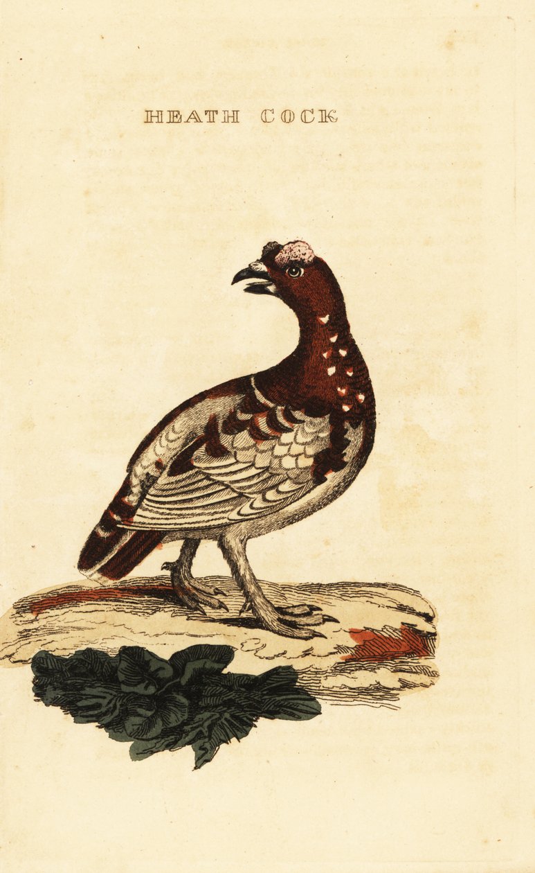 Gran rype, Falcipennis canadensis canace av George (after) Edwards