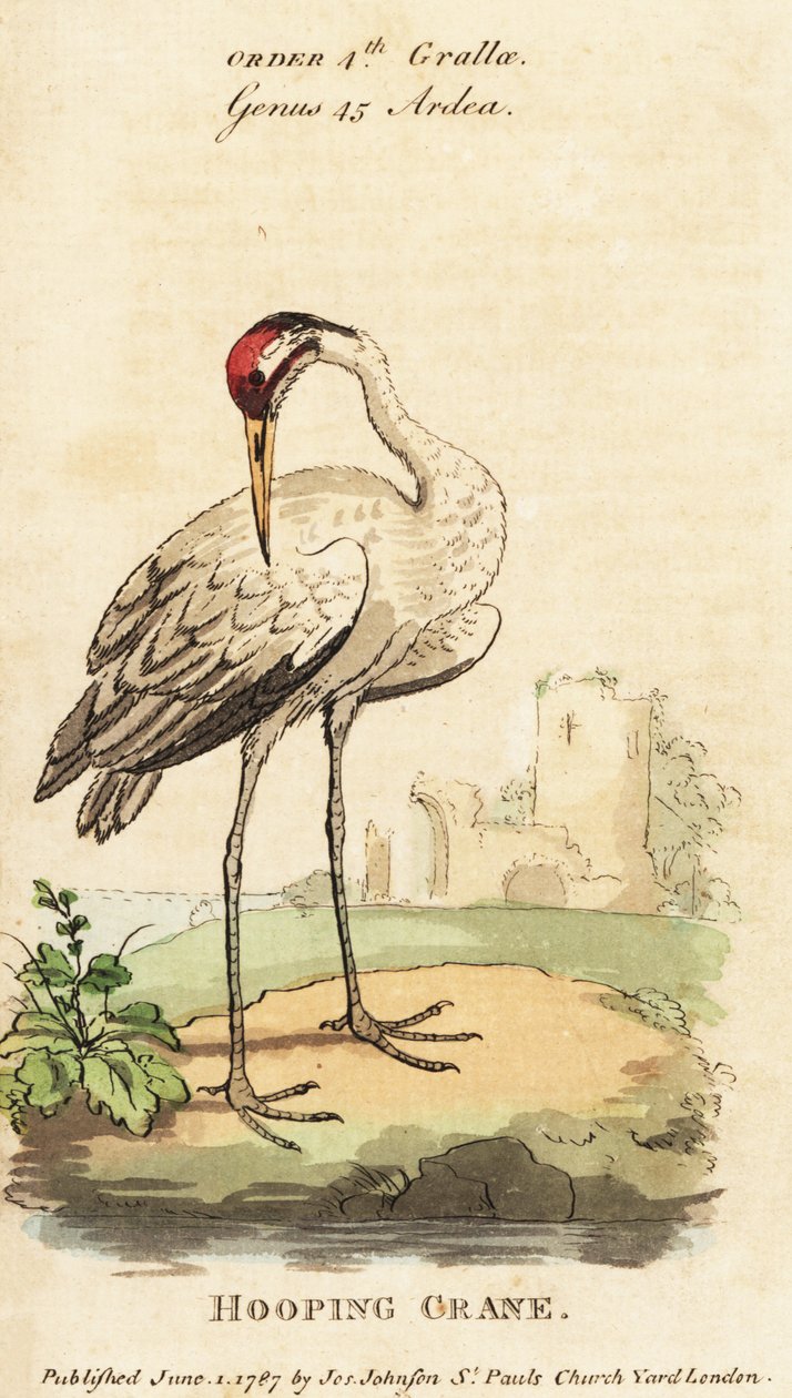 Kikskran, Grus americana av George (after) Edwards