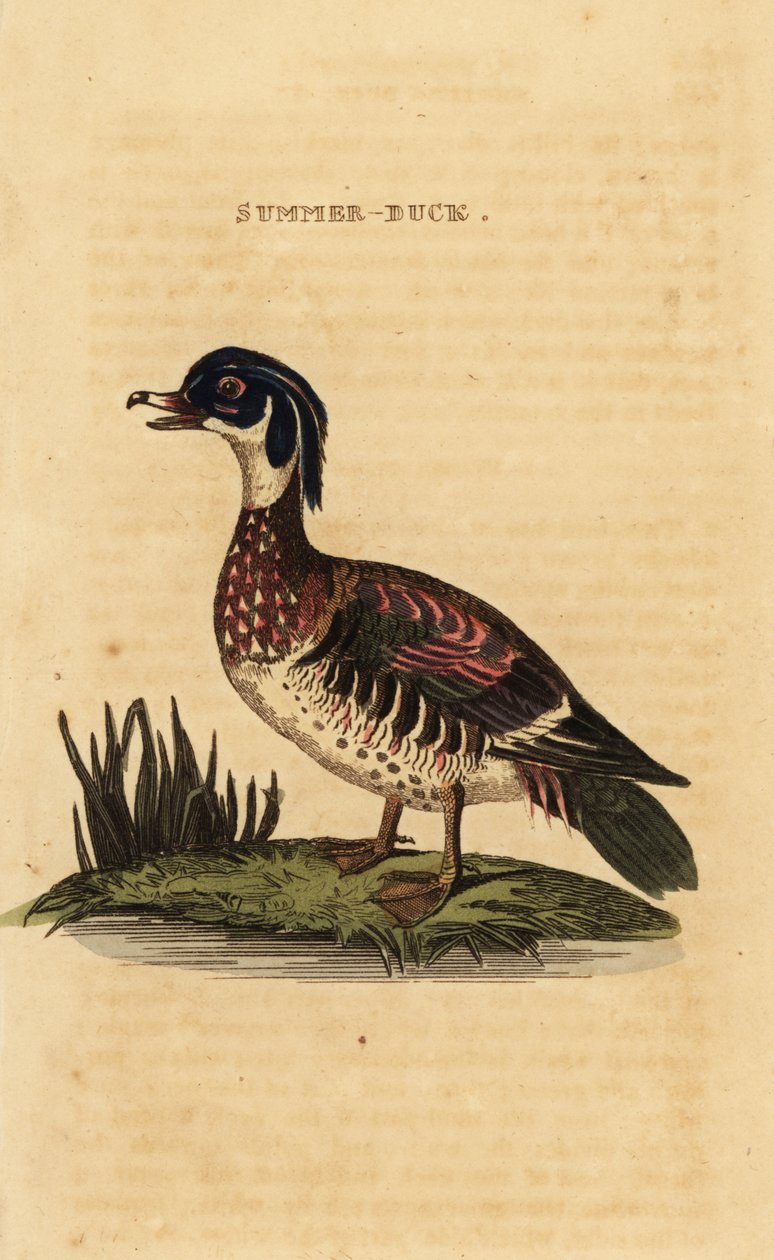 Vedand, Aix sponsa av George (after) Edwards