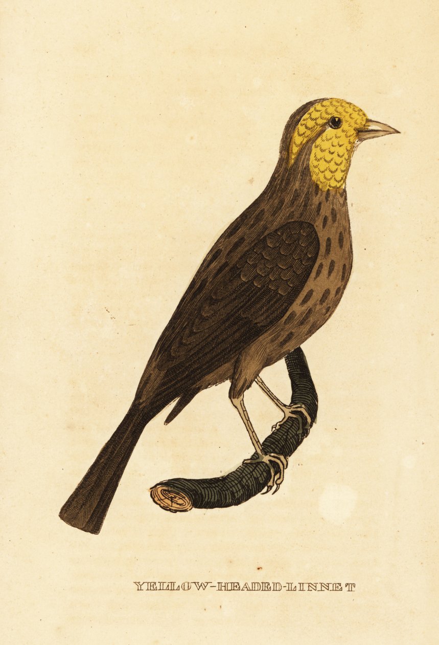 Gul grobeak, Pheucticus chrysopeplus av George (after) Edwards