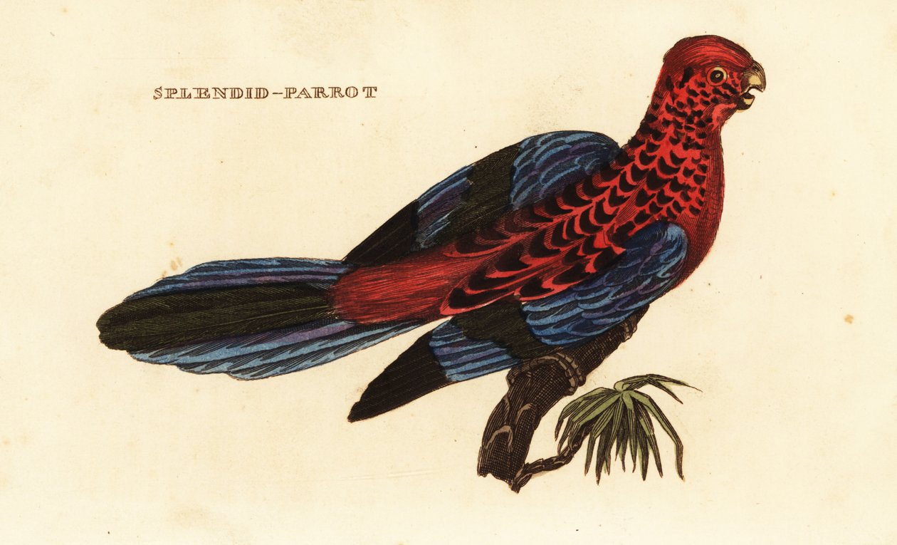Crimson rosella, Platycercus elegans av George (after) Shaw
