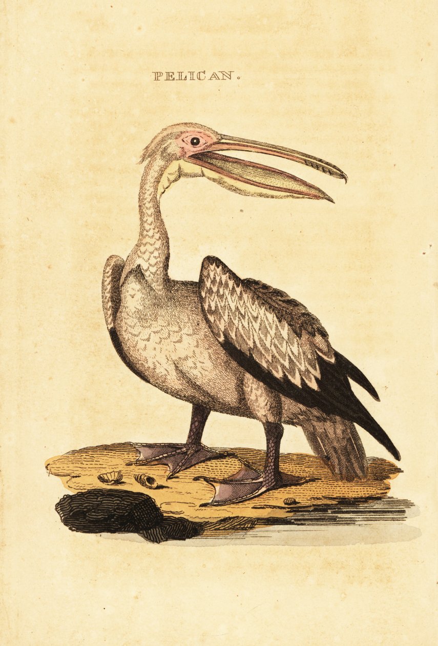 Stor hvit pelikan, Pelecanus onocrotalus av George (after) Shaw