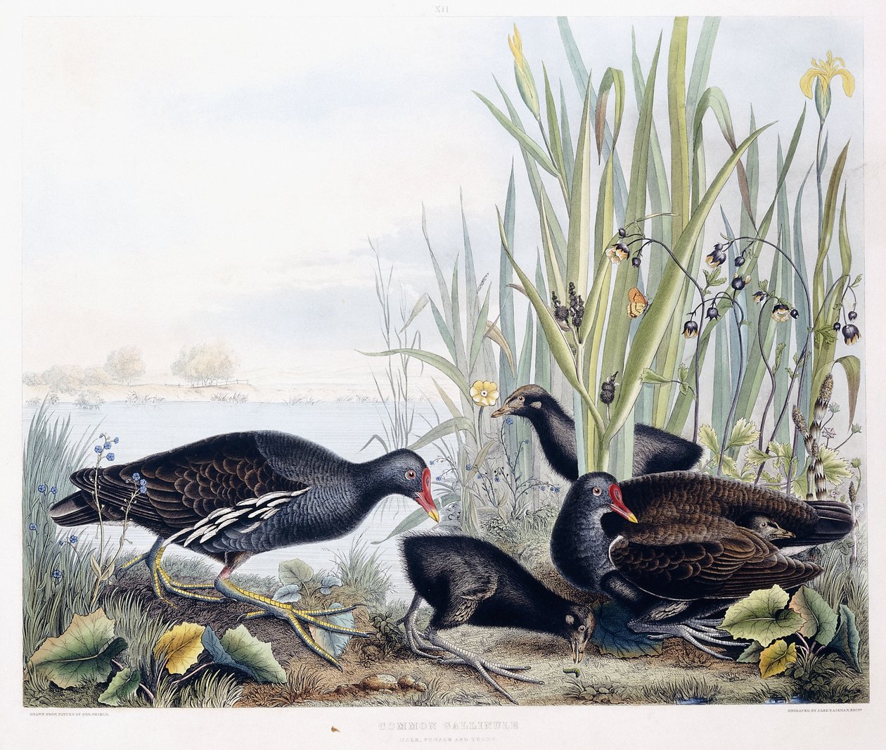 Common Gallinule (Moorhen) (hann, kvinne og ung), ca. 1841 (håndfarget gravering) av George (after) Shield
