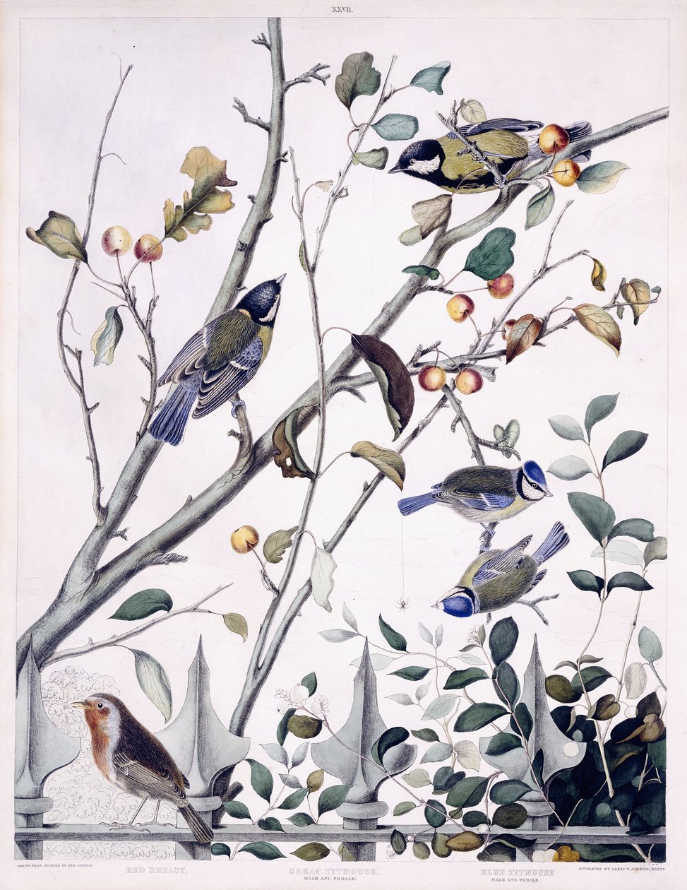 Red Breast (Robin), Great Titmouse (Male and Female) and Blue Titmouse (Male and Female), c.1841 (hand-coloured engraving)   1417781   no       norwegian Successfully Translated  Original: Sheet 3: Trophies of war, from The Triumph of Julius Caesar, 1599., av George (after) Shield