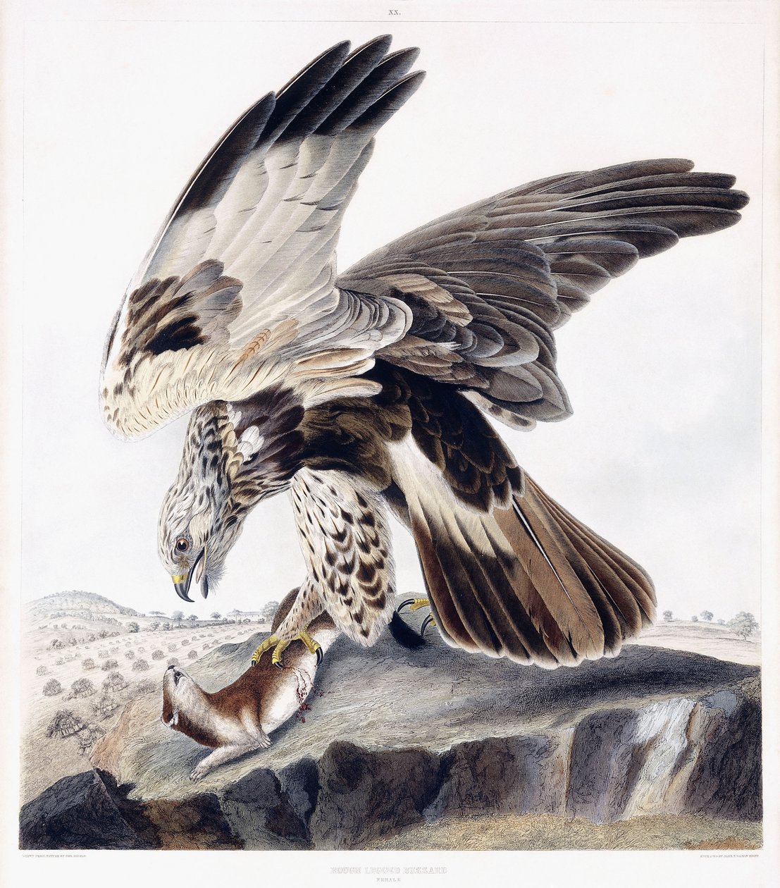 Rough Legged Buzzard (kvinne), ca. 1841 (håndfarget gravering) av George (after) Shield