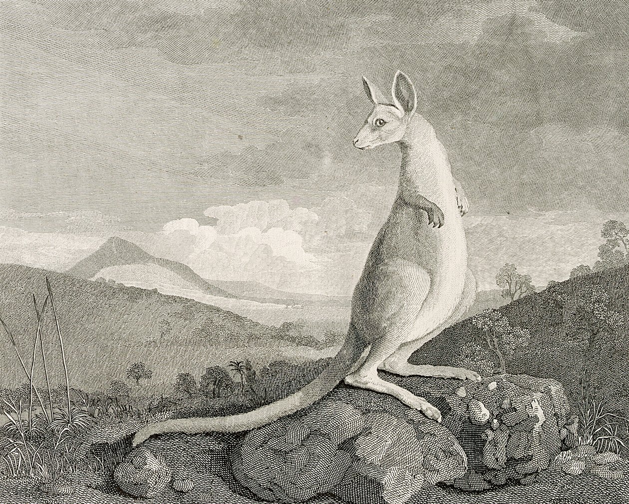  av George (after) Stubbs