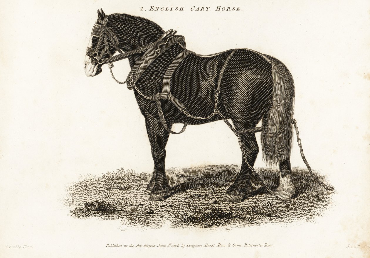 English Cart Horse eller Shire trekkhest. av George (after) Stubbs