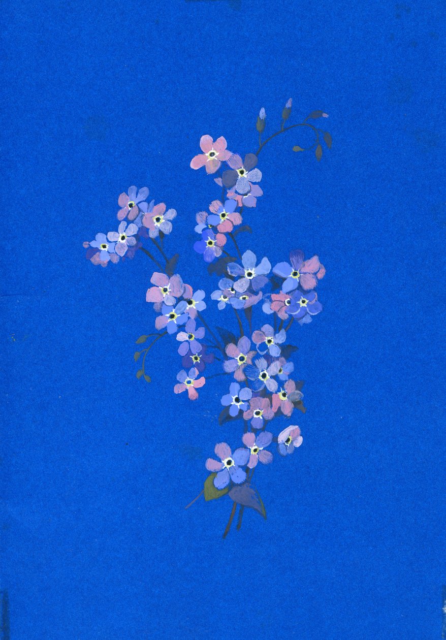 Forglemmegei, 1960-tallet (gouache på farget kort) av George Adamson