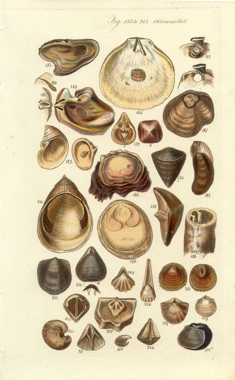 Conchological Manual Plate 11. Østers og andre skjell av George B. Sowerby