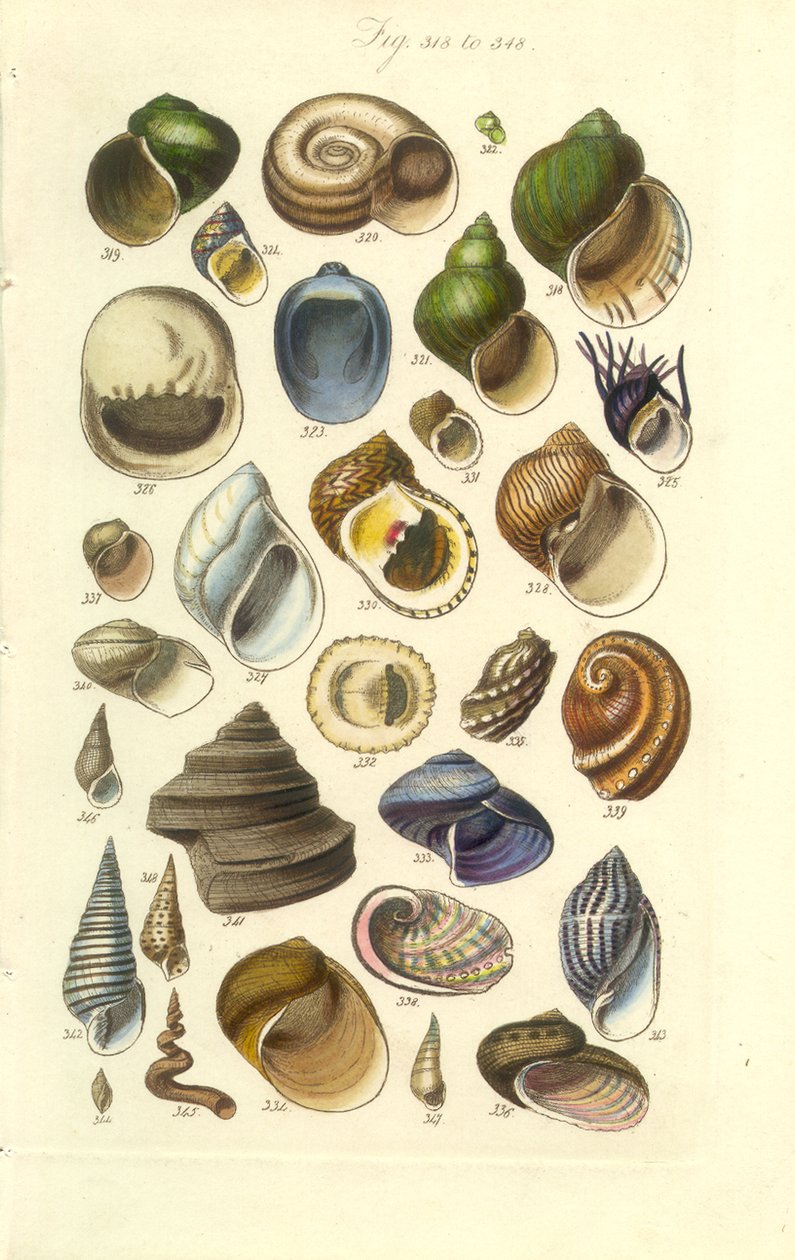 Conchological Manual Plate 15. Fargerike skjell inkludert Abalone-skjell av George B. Sowerby