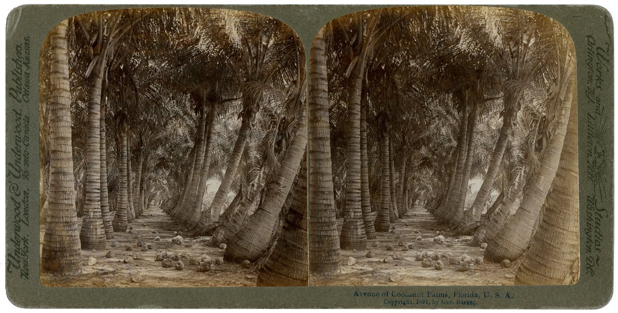 Avenue of coconut palms, Florida, USA, 1891. av George Barker