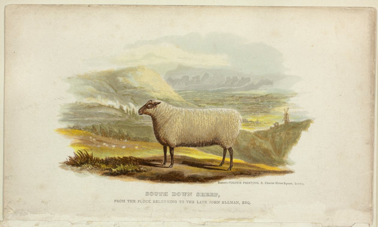 Southdown-sauer av George Baxter