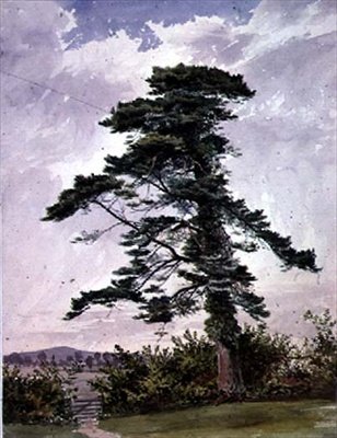 Landskap, med en Scotch Pine av George Bedford
