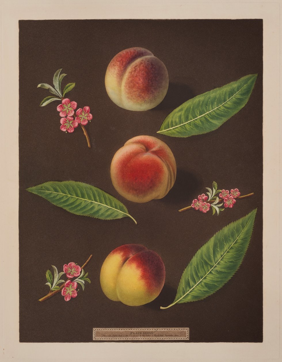 Kansler, Catherine og de gamle Newington-ferskene (farge litho) av George Brookshaw
