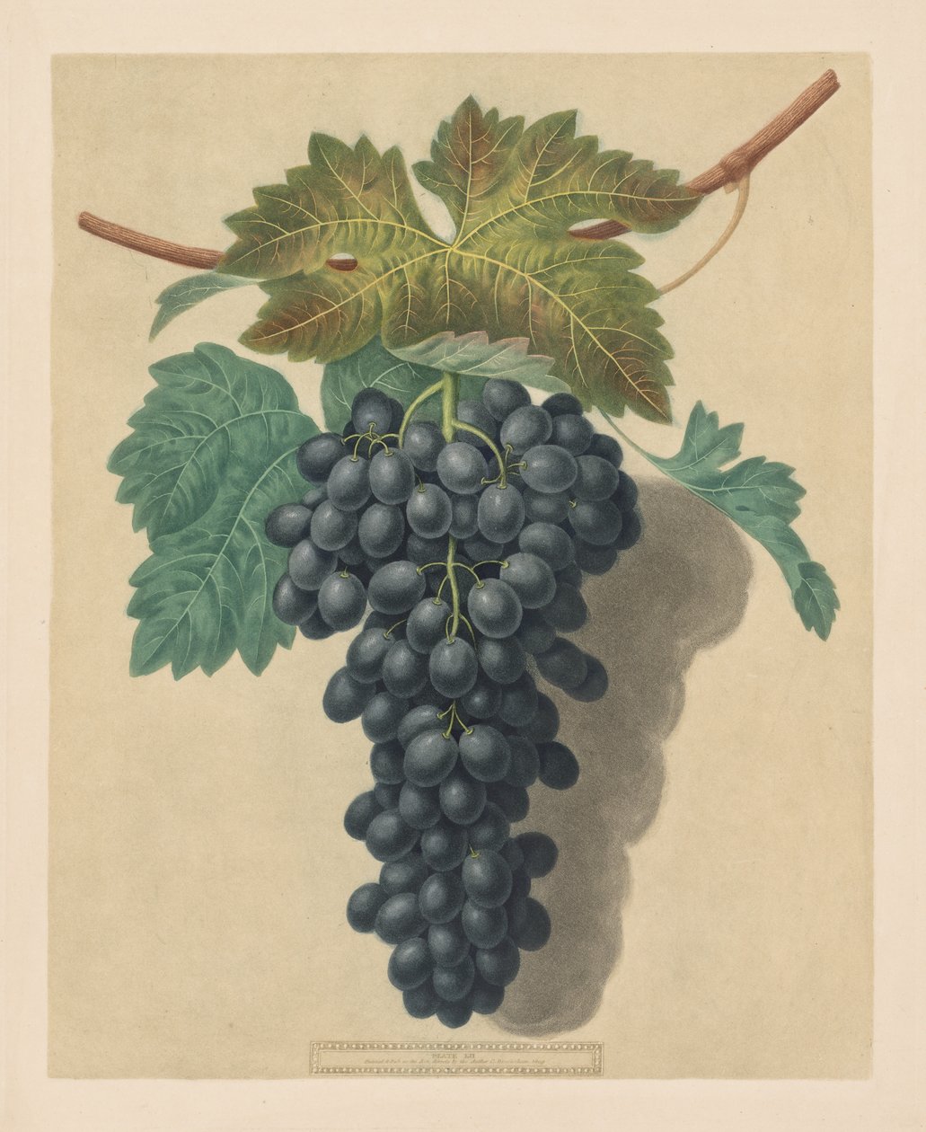 Pomona Britannica: nr. 52 - Black Prince Grape av George Brookshaw