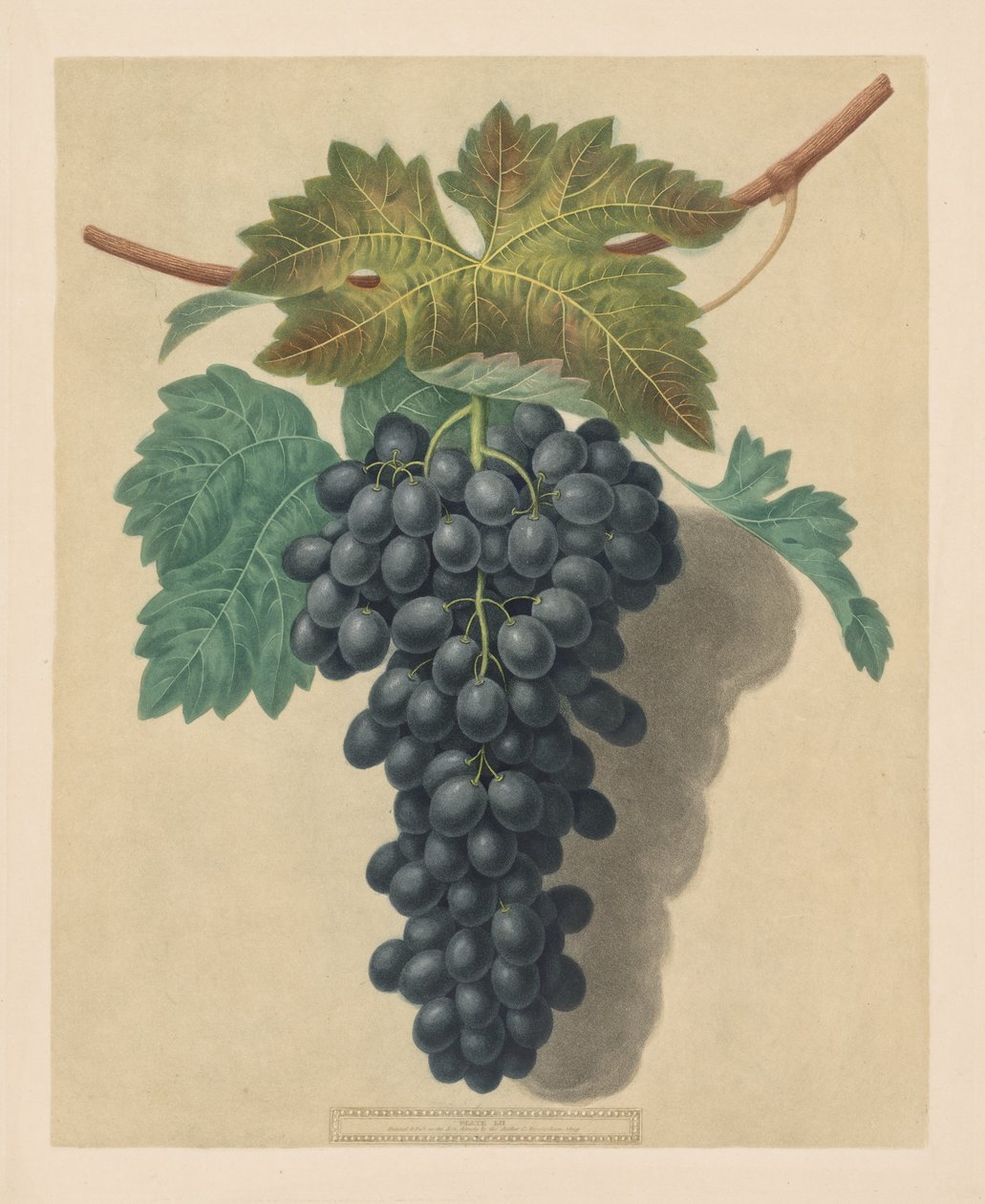 Pomona Britannica: nr. 52 - Black Prince Grape, 1809. av George Brookshaw