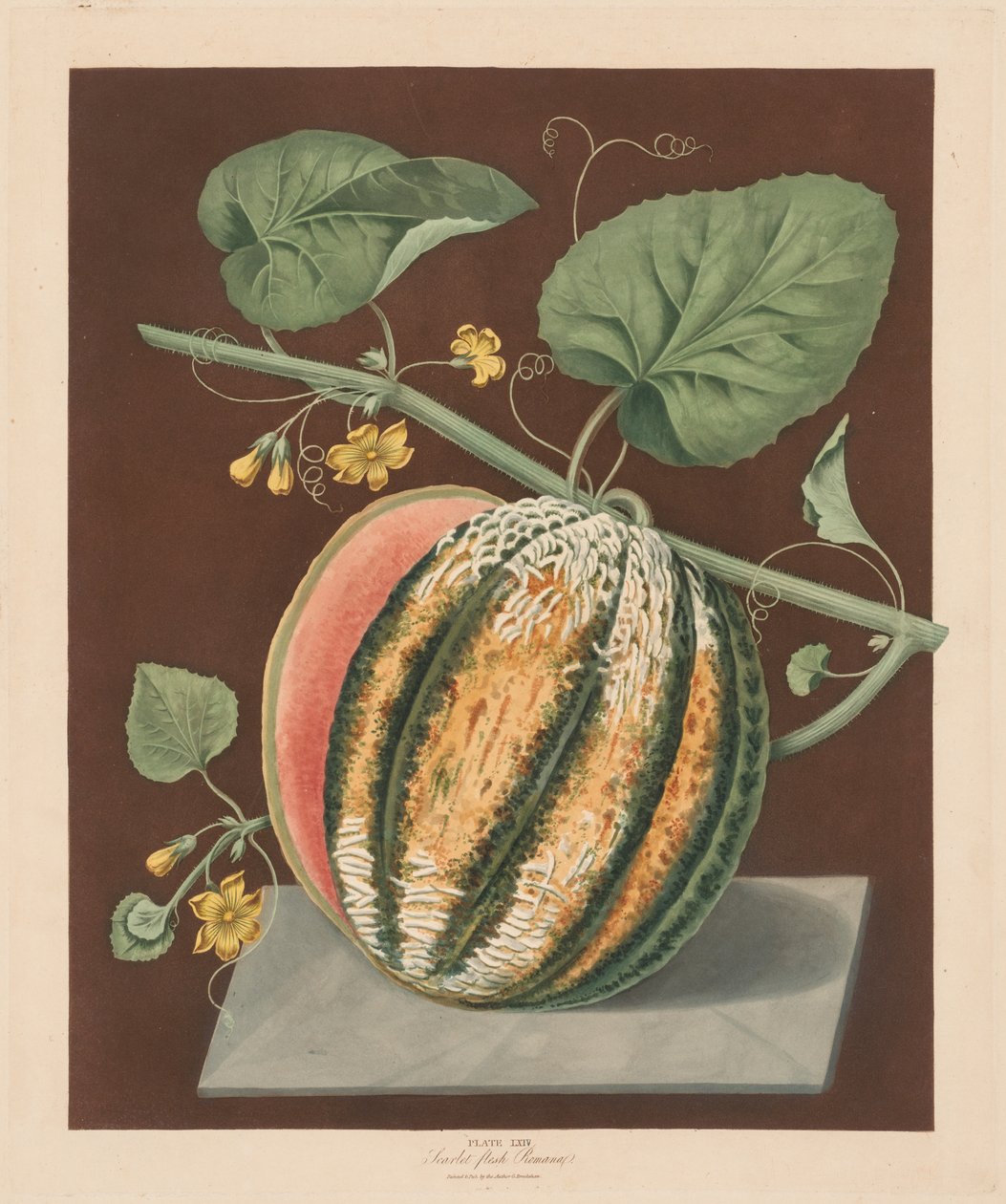 Pomona Britannica: nr. 64 - Scarlet Flesh Romana Melon, 1812. av George Brookshaw