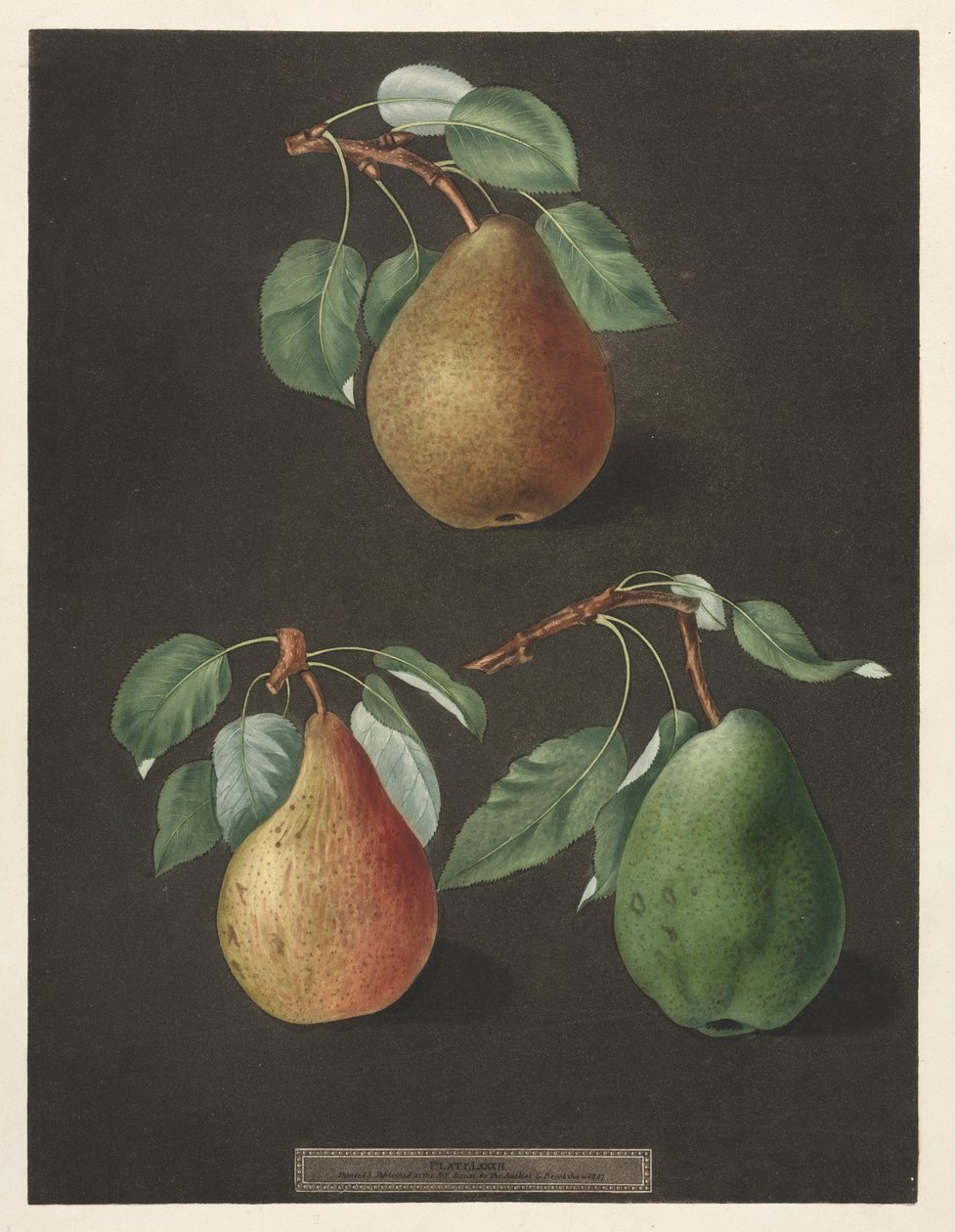 Pomona Britannica: nr. 82 - Pærer, 1807. av George Brookshaw