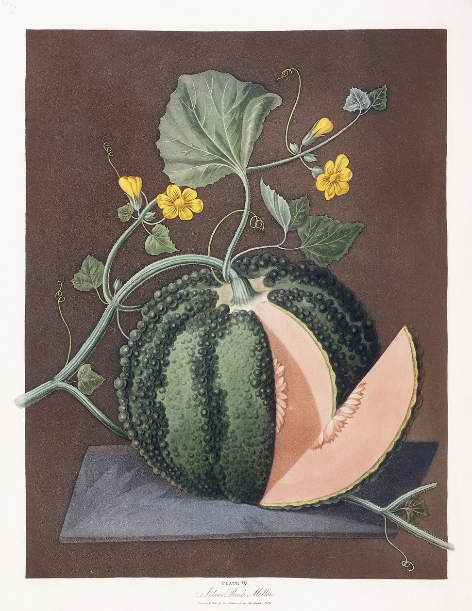Silver Rock Melon, 1812 av George Brookshaw