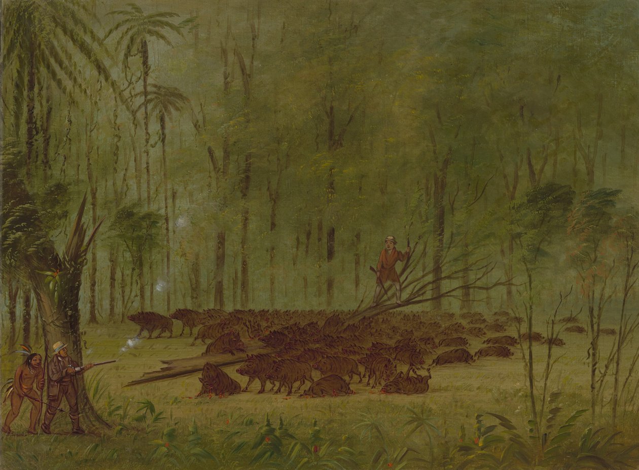 En kamp med peccaries - Caribbe, 18541869. av George Catlin