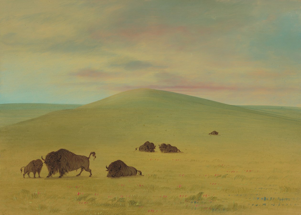 American Pasturage - Prairies of the Platte, 18611869. av George Catlin