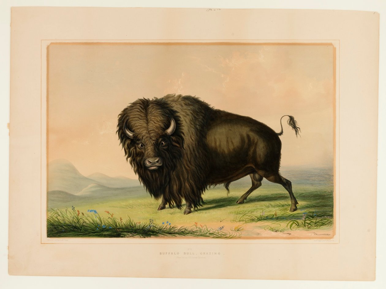  av George Catlin