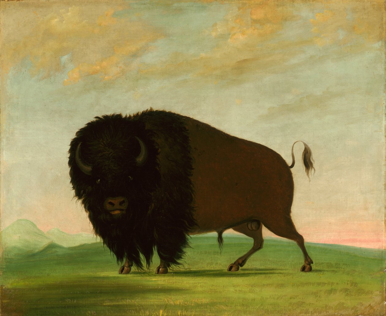 Buffalo Bull, Grazing on the Prairie, 1832-1833. av George Catlin