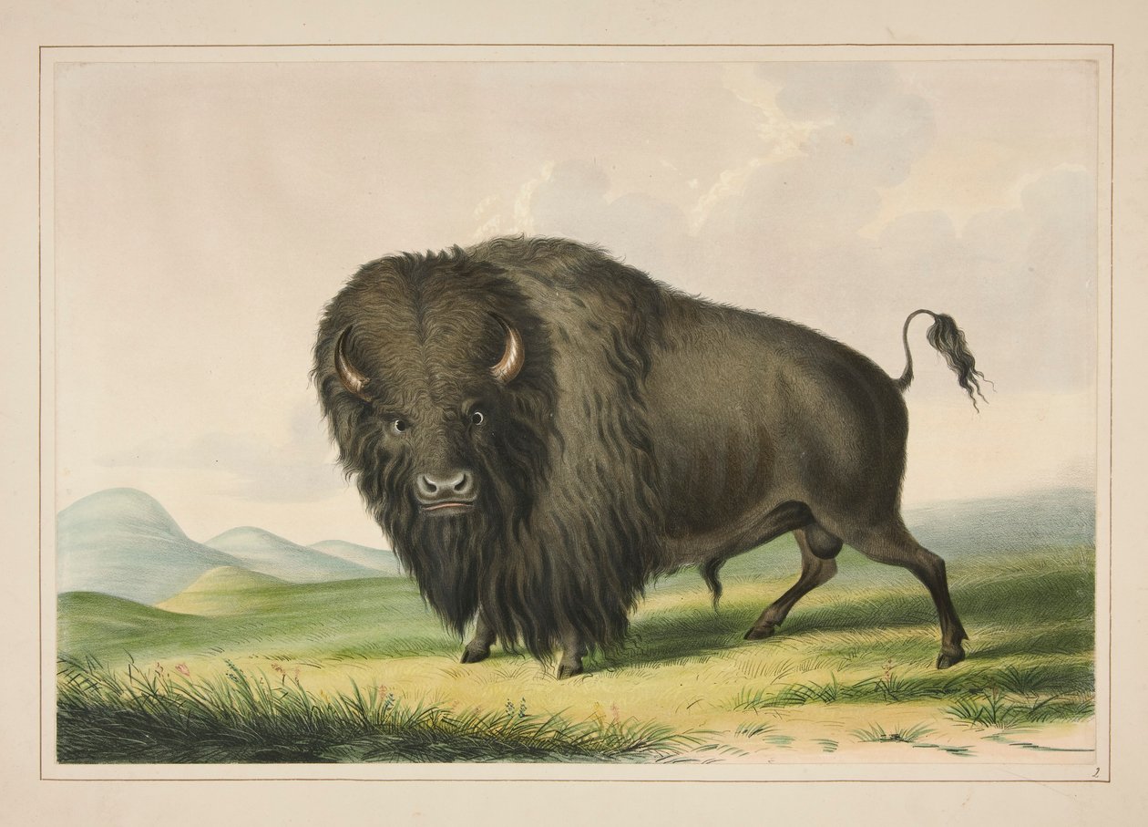 Buffalo Bull Grazing, pl. 2 fra North American Indian Portfolio av George Catlin