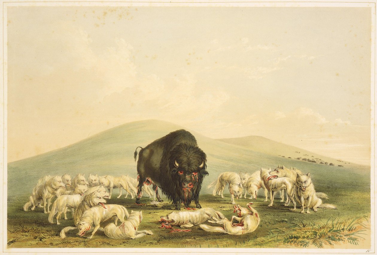  av George Catlin