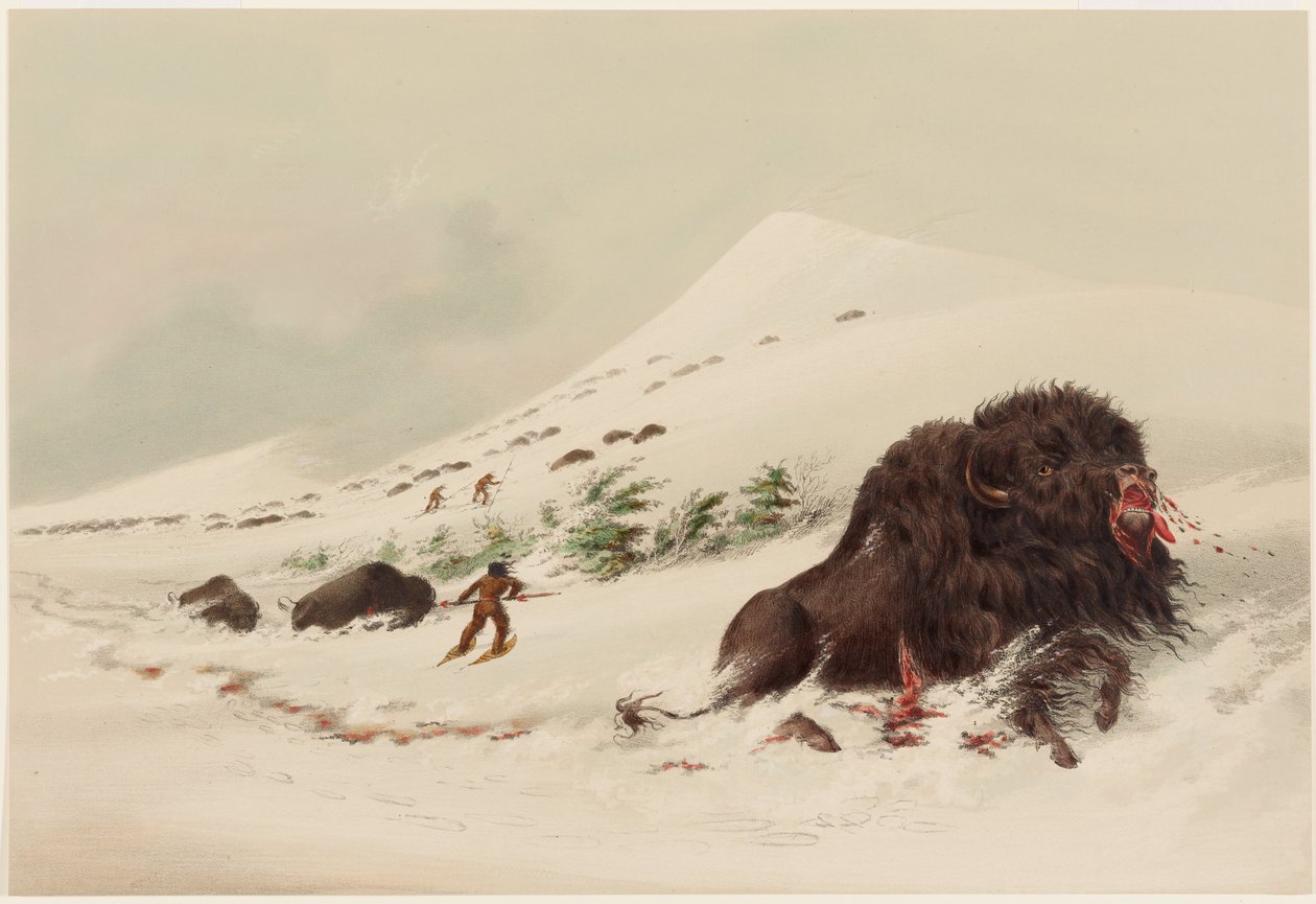 Bisonjakt, døende bisonokse i en snøfonn av George Catlin