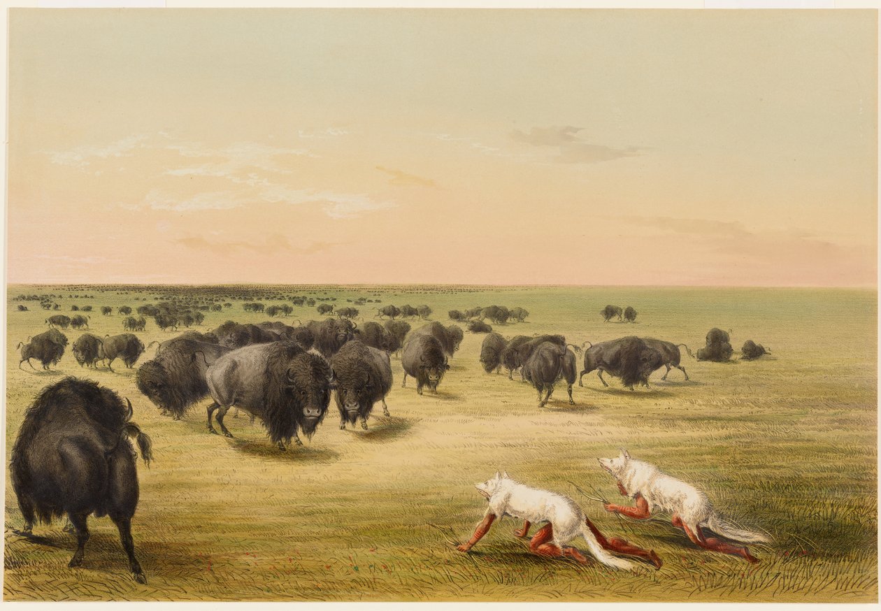 Bøffeljakt under skinnet av den hvite ulven av George Catlin