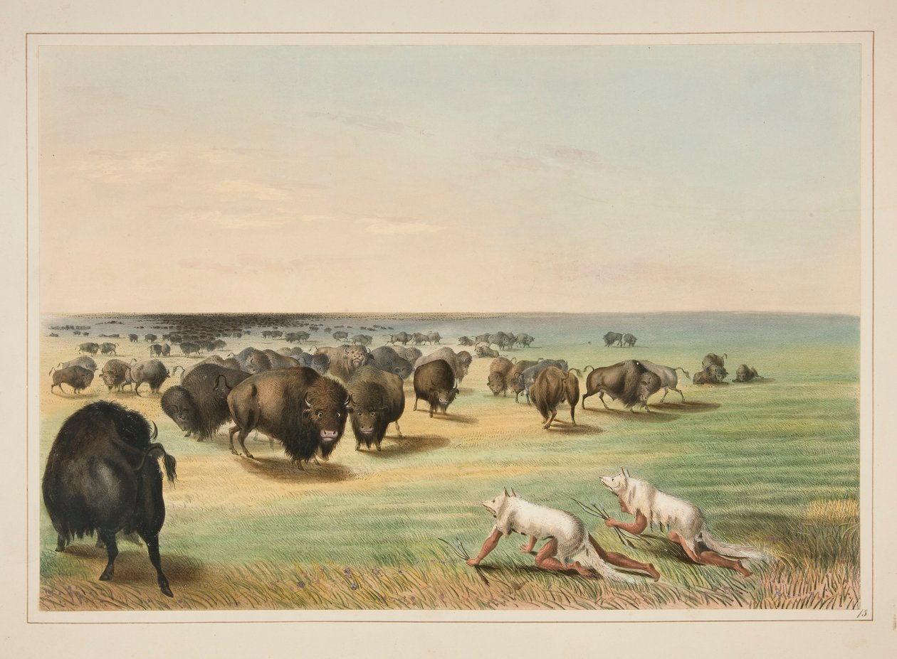 Bøffeljakt, under den hvite ulvehuden, pl. 13 fra North American Indian Portfolio av George Catlin