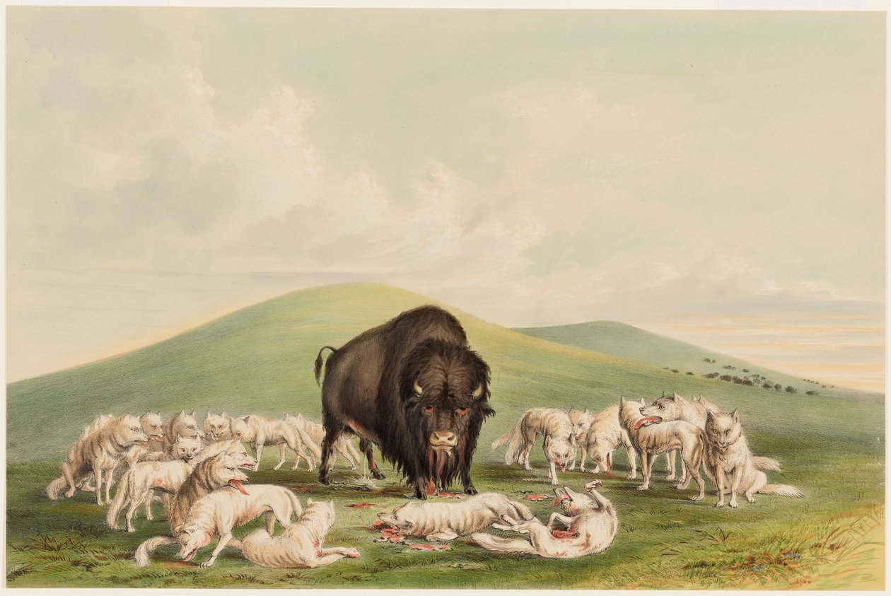Buffalo Hunt, hvite ulver som angriper en bøffelokse av George Catlin