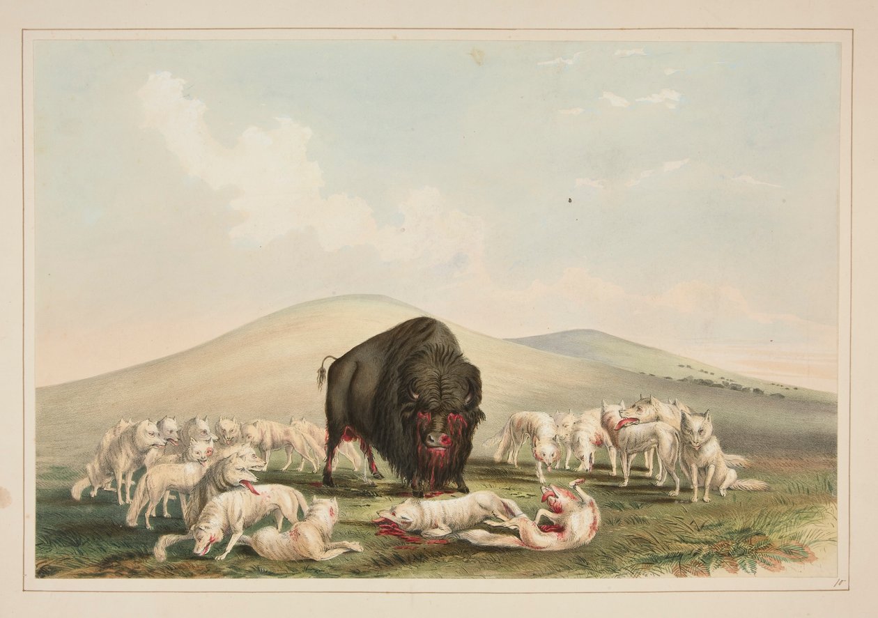 Bøffeljakt, hvite ulver som angriper en bøffelokse, pl. 10 fra North American Indian Portfolio av George Catlin