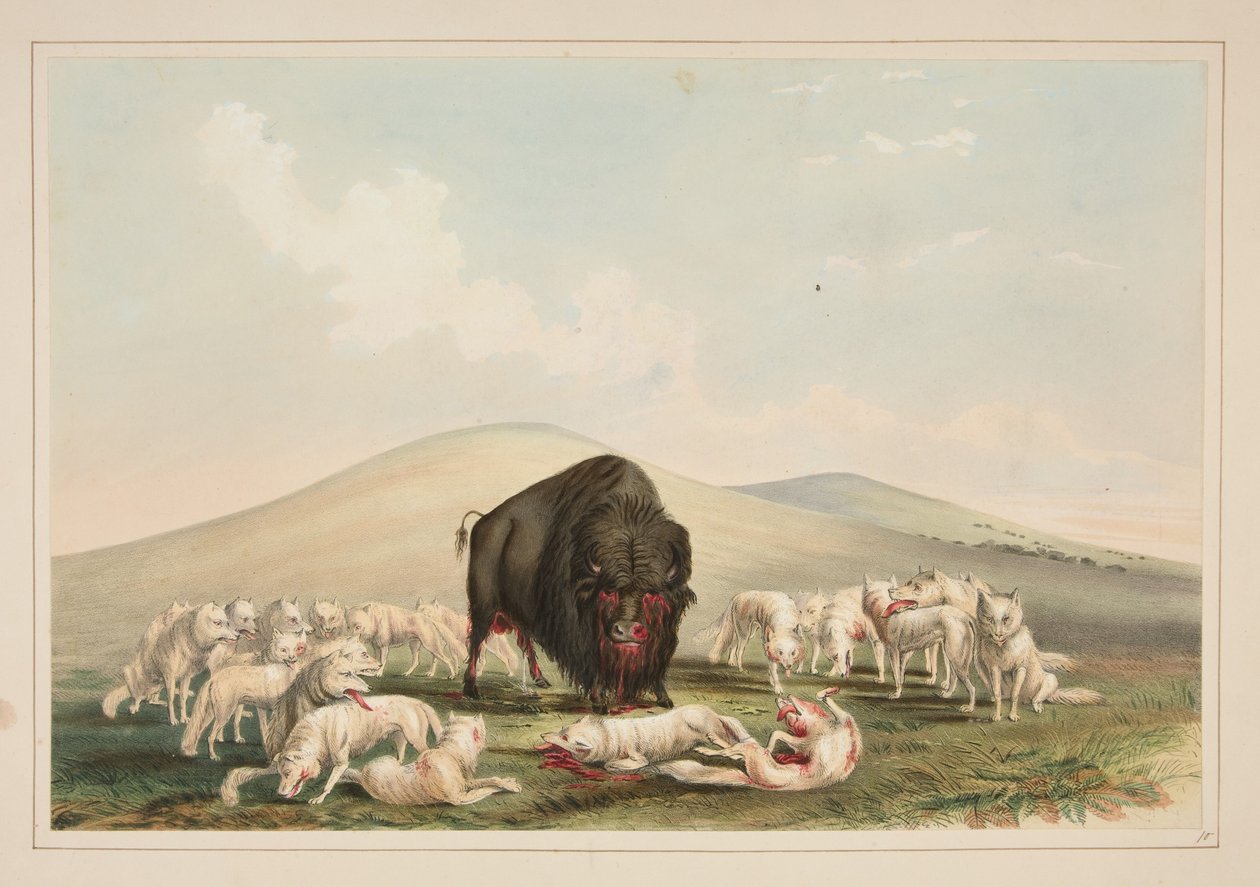 Bisonjakt, hvite ulver angriper en bisontyr, tavle 10 fra porteføljen om nordamerikanske indianere av George Catlin