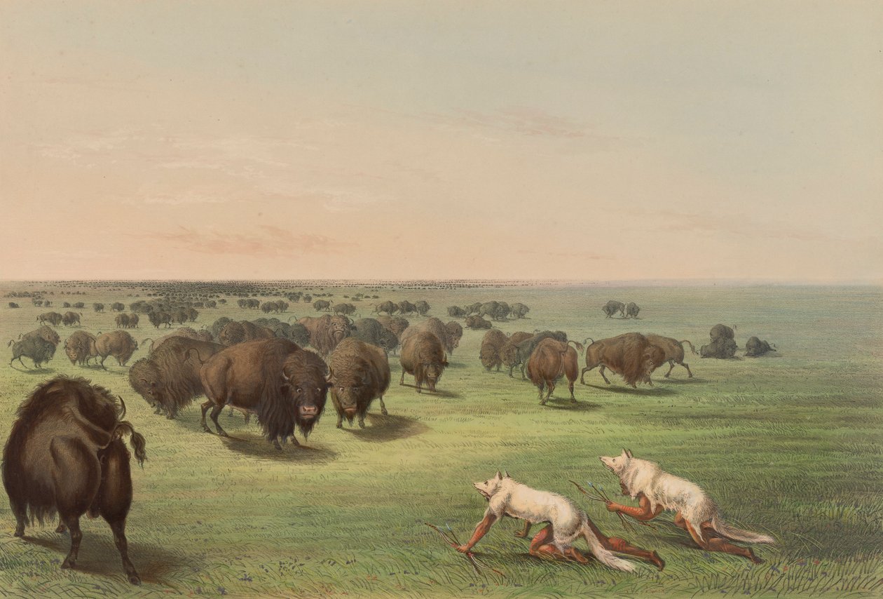 Bøffeljakt, med ulveskinn, pl. 13 fra North American Indian Portfolio av George Catlin