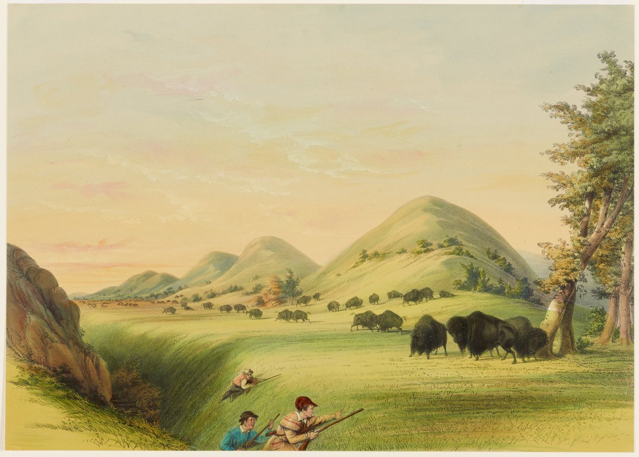 Bøffeljakt, nærmer seg i en kløft av George Catlin