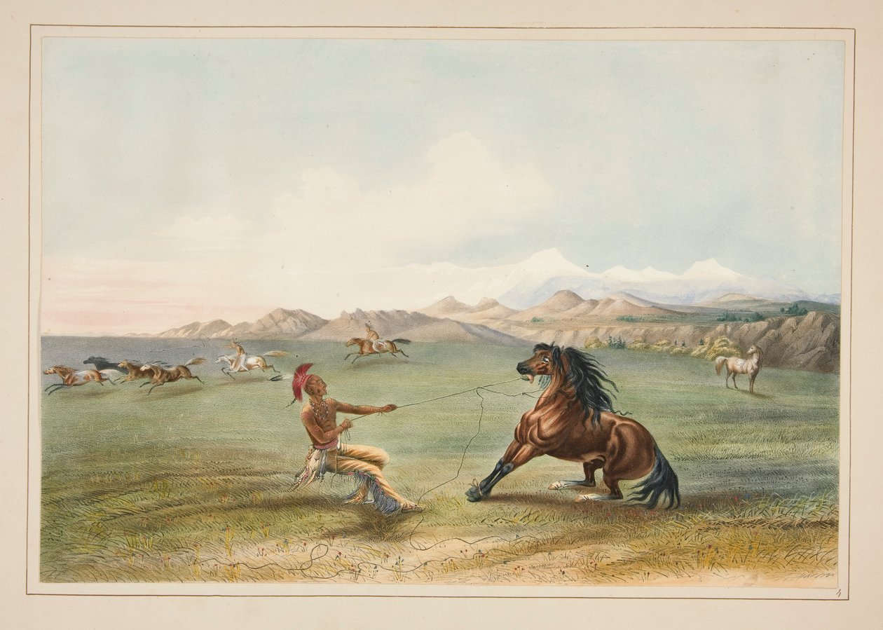 Å fange villhesten, pl. 4 fra North American Indian Portfolio av George Catlin