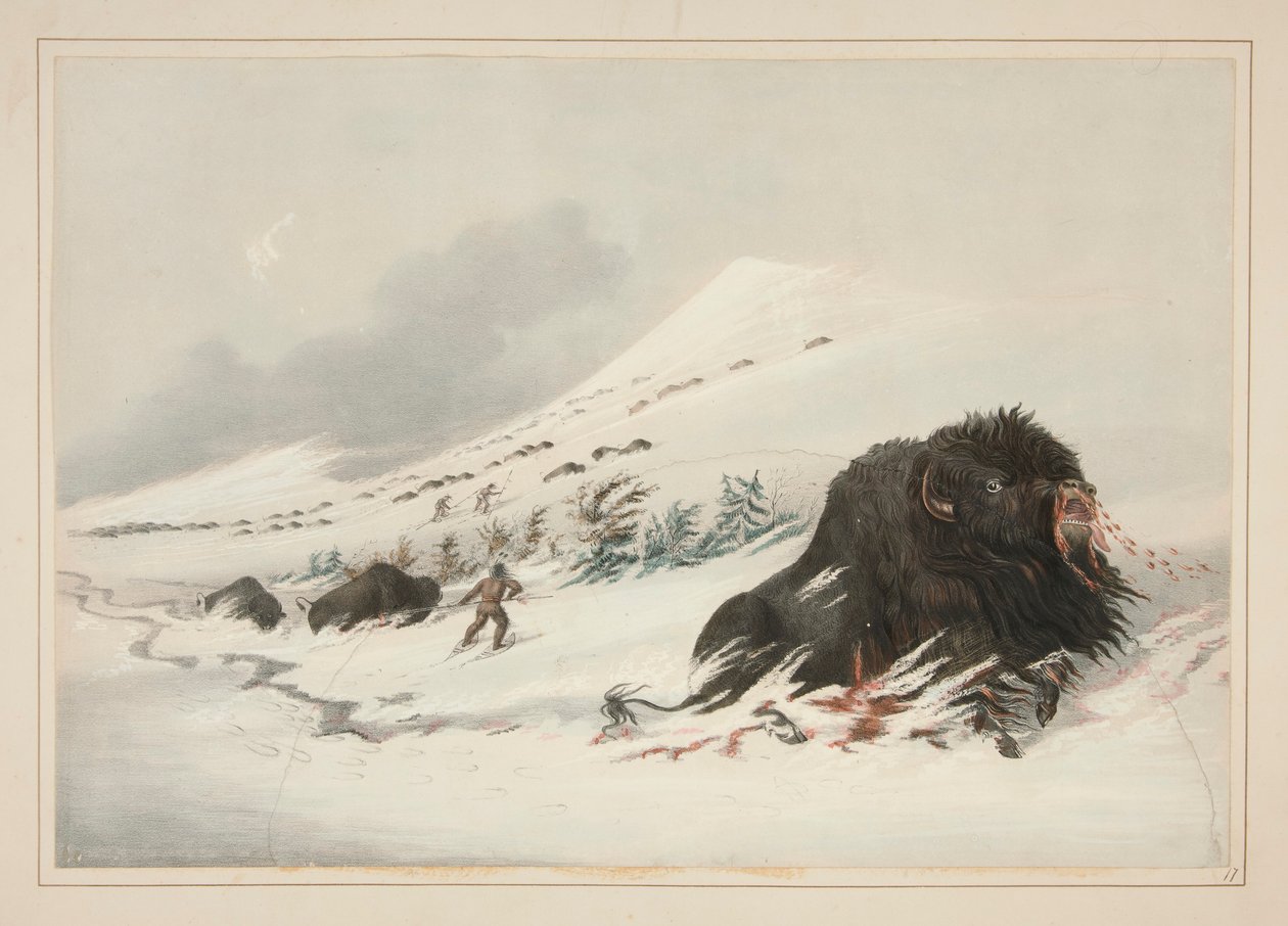 Dying Buffalo Bull, i Snow Drift, pl. 17 fra North American Indian Portfolio av George Catlin