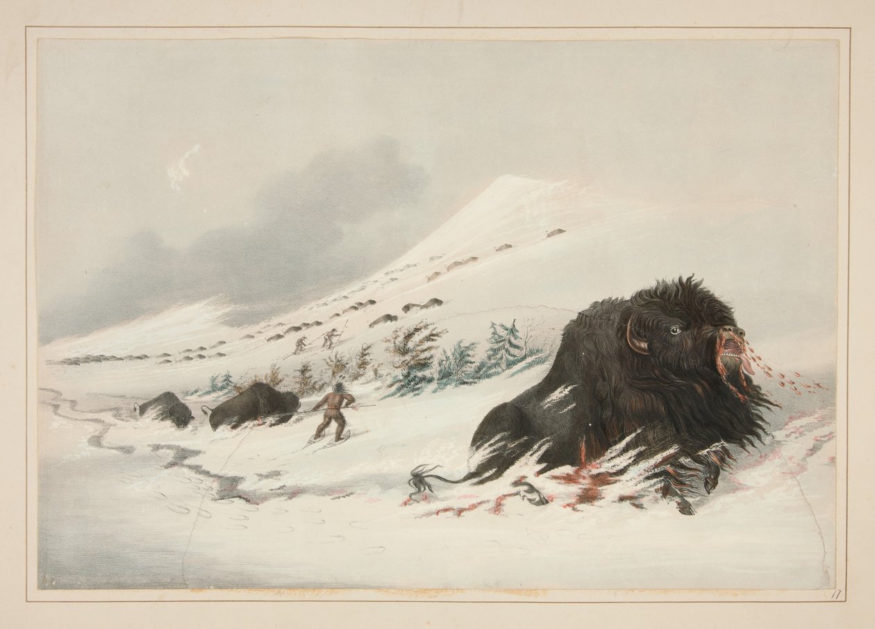 Døende bisonokse i en snøfonn, tavle 17 fra Porteføljen over nordamerikanske indianere av George Catlin