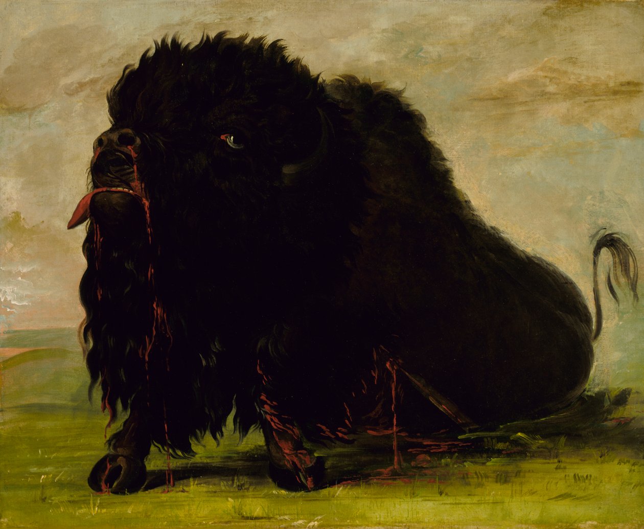 Dying Buffalo, Shot with an Arrow, 1832-1833. av George Catlin