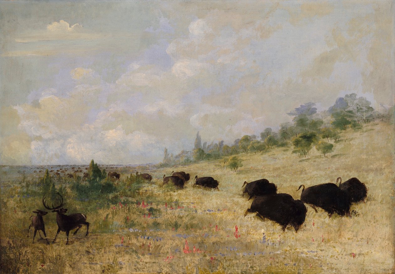  av George Catlin