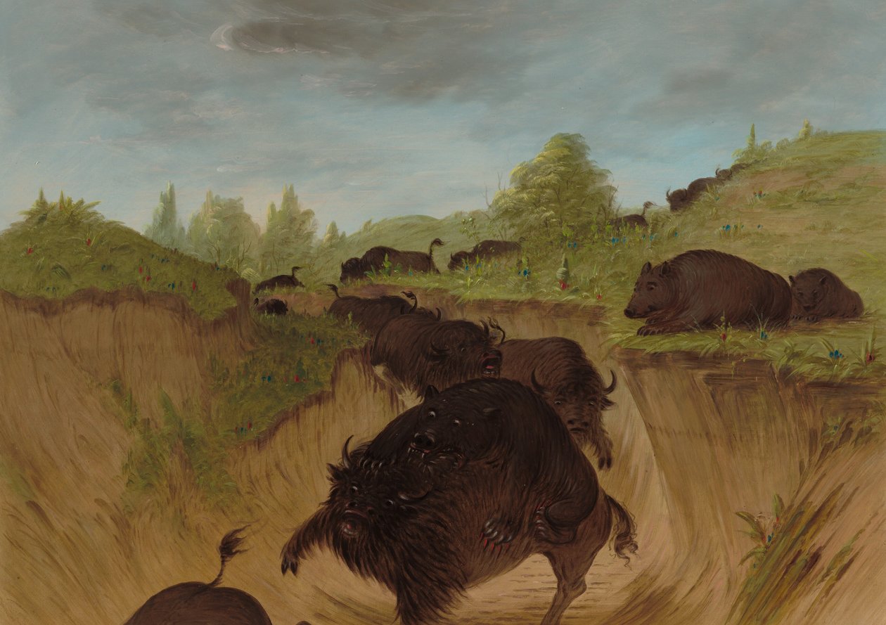 Grizzlybjørner angriper bøfler, 18611869. av George Catlin
