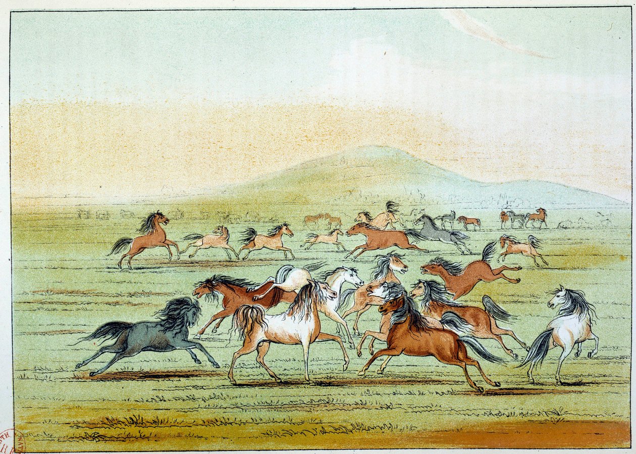 Indians of America: Villhester jaget av indianere. Illustrasjon av George Catlin (1794-1872) av George Catlin