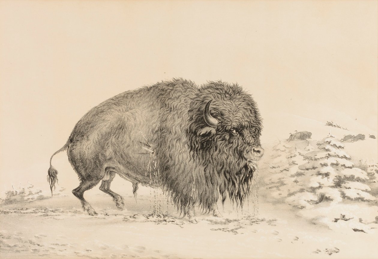  av George Catlin