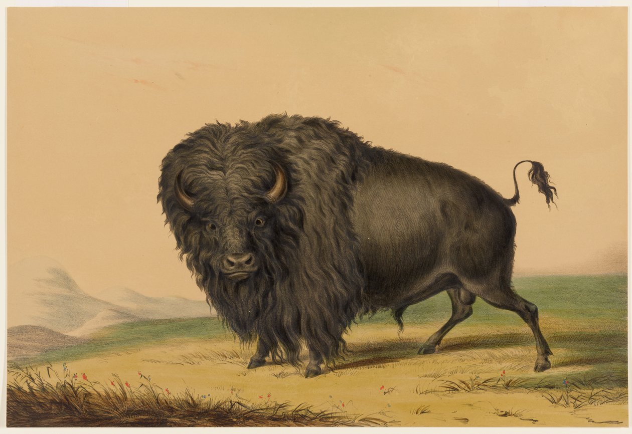 Den amerikanske bisonen av George Catlin